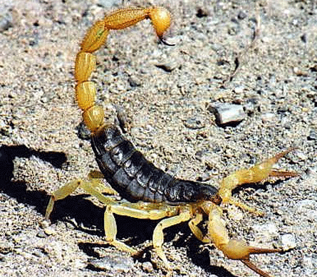  I want my scorpion to look exactly like this; he can win every battle and doesn't afraid of nothing