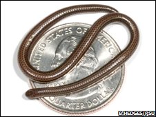 Tiny snakes may be used as currency in an apocalyptic future.