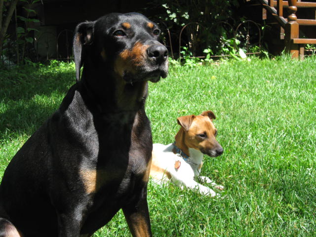 Piper (Doberman/Hound) and Stryker (Jack Russel)