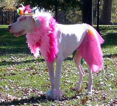 Is this the Drag Dog you're talking about?