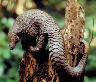 This is a pangolin, my favorite animal