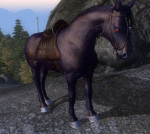 Lucien Lachance's black horse, Shadowmere.