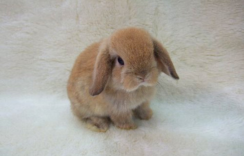 Here, have this bunny. :D