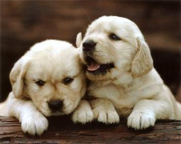 This makes me as happy as these puppies.