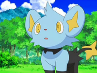 Shinx in the Anime owned by Angie