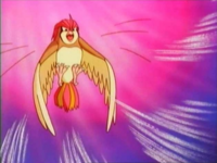  Pidgeotto using gust