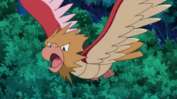  Spearow on the Anime. A flock of them attack Ash and Pikachu on the original series