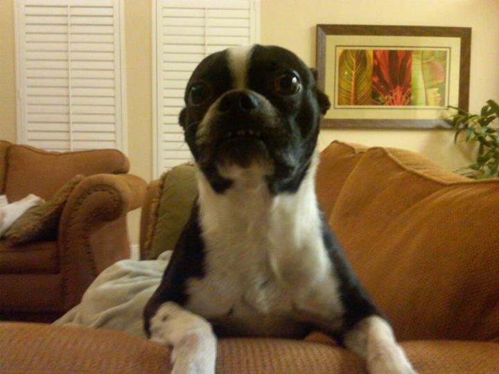 Oh, duh. And this is my Boston Terrier, Louie. He's about 8 and acts about 1. Also: underbite.