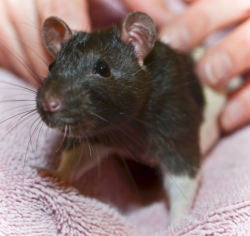 So much cute. Love the little ratty. LOVE IT.