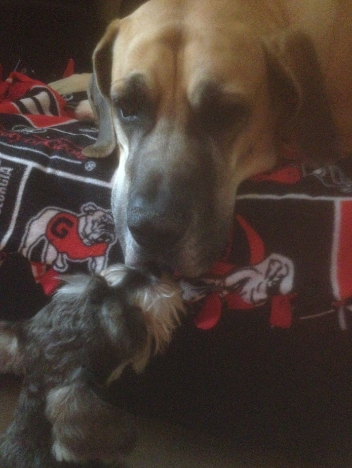 My Great dane (Elly) and Mini schnauzer (Luci) saying Hi to each other.