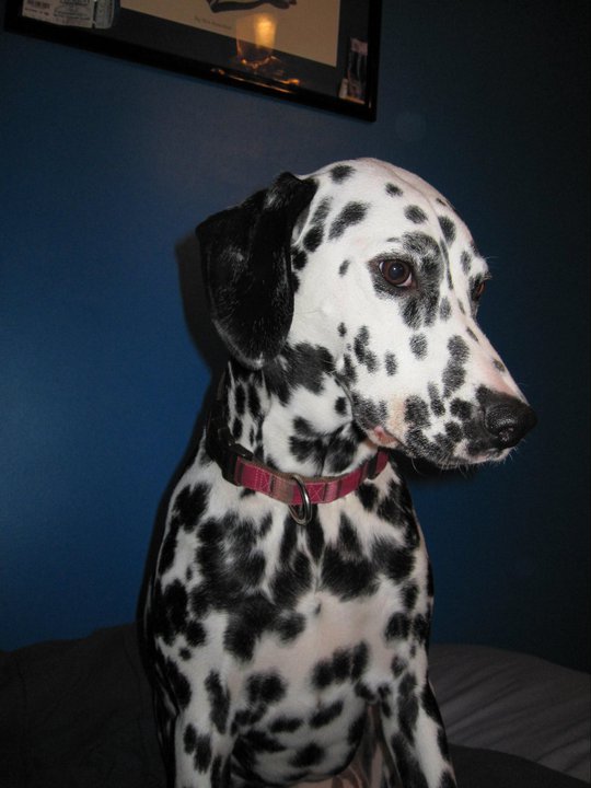 My Dalmatian Lola