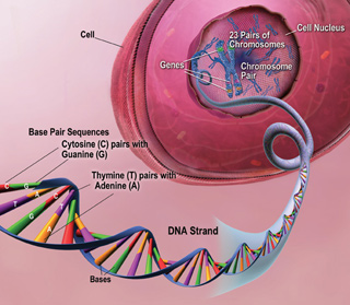 The DNA from the cell's nucleous
