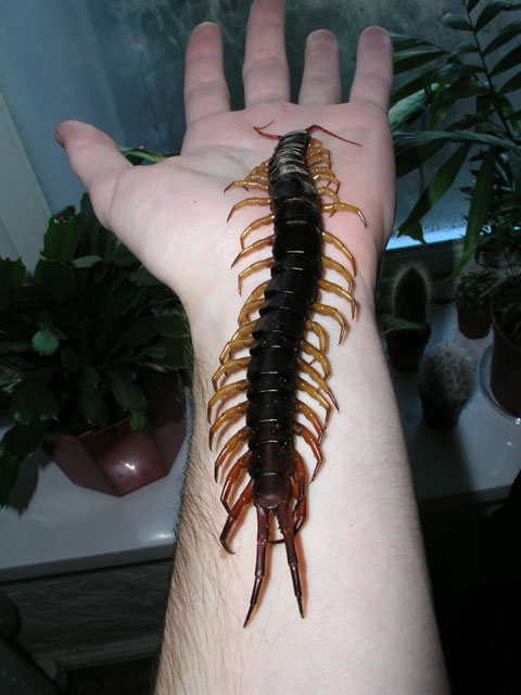 PICTURED: Image I found on Google, not the actual Centipede I found in my sheets.