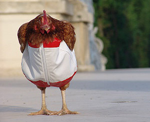  Here's a chicken in jumpsuit.  Stylish!