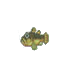 Freshwater Goby 