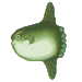 Ocean Sunfish 