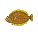 Olive Flounder 