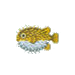  Puffer Fish