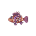 Zebra Turkeyfish 