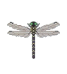 Banded Dragonfly 