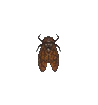 Brown Cicada 