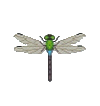 Darner Dragonfly 