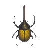  Hercules Beetle