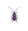Longhorn Beetle 