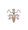 Orchid Mantis 