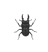 Stag Beetle 