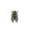  Walker Cicada
