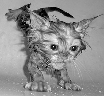   Kitty got wet. :(
