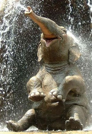  Here is a picture of a happy elephant to balance out the negativity of my post... somewhat
