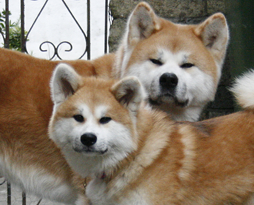  Disapproving Doggies Disapprove