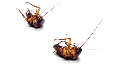  Two dead cockroaches