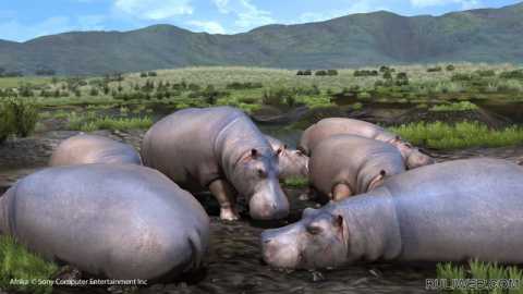These hippos are hungry!