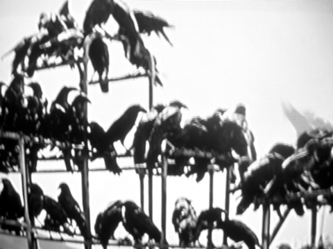 The Birds (1963) 