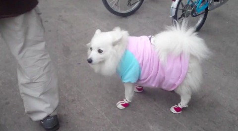 well dressed pup in beijing 