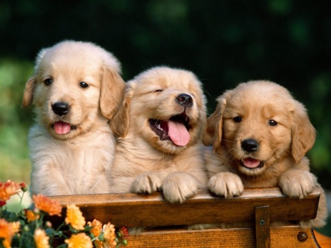 These puppies believe you can beat Akumu mode, except the middle one. He just likes to see people get hurt.