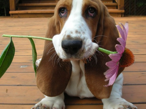 Pictured: An actual basset hound, rather than the in game one.
