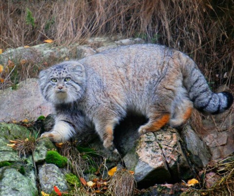 Pallas cats are also pretty cool. They have crazy cheek beards and this guy is so fluffy he just looks fat which is pretty funny. They aren't particularly big - my domestic cat is probably about the size of one, although he is pretty big. They also have fluffy tails and they have very expressive faces. I'm afraid I don't really have any facts about them though.