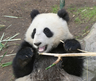 Picture 1 + Picture 2 = Happy Panda