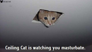 Celing cat is watching you masturbate!