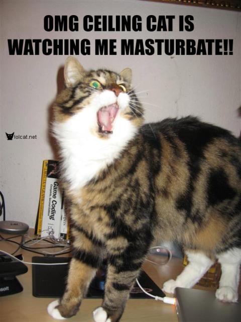 OMG CEILING CAT IS WATCHING ME MASTURBATE!