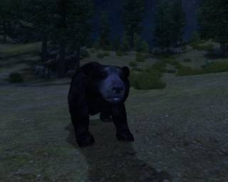 A cute Black Bear