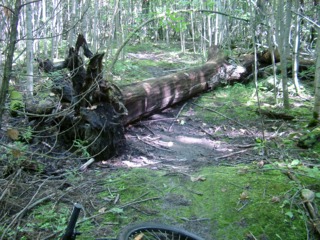 Obstacles on the trails... I had to get off my bike many times