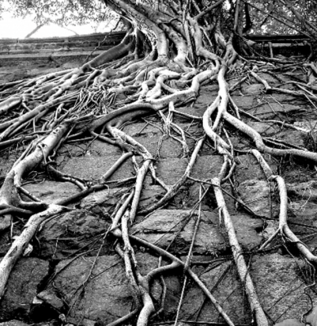 Object rooted. Корни дерева. Мрачные корни. Белое дерево с корнями.