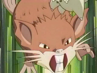  Raticate on the Anime. Ash traded his Butterfree for one but later returned it 