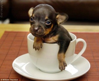 Tiny freakin' puppy!