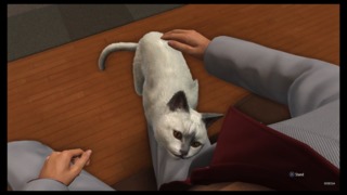 I really wish the cat cafe quest line was more than just collecting random cats on the side of the road. 